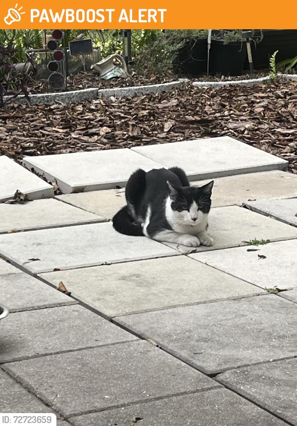 Found/Stray Unknown Cat last seen Bayshore Garden Parkway and 26th St., Bayshore Gardens, FL 34207
