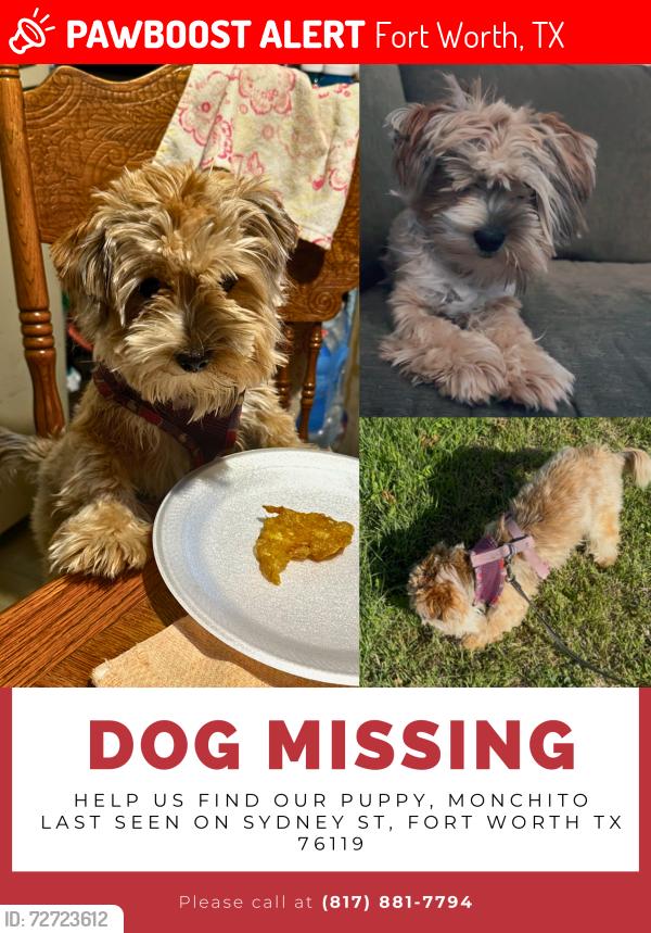 Lost Male Dog last seen Sydney st. and E Berry st., Fort Worth, TX 76119