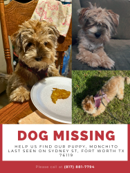 Lost Male Dog last seen Sydney st. and E Berry st., Fort Worth, TX 76119
