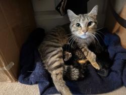 Shelter Stray Female Cat last seen , Canton, MA 02021