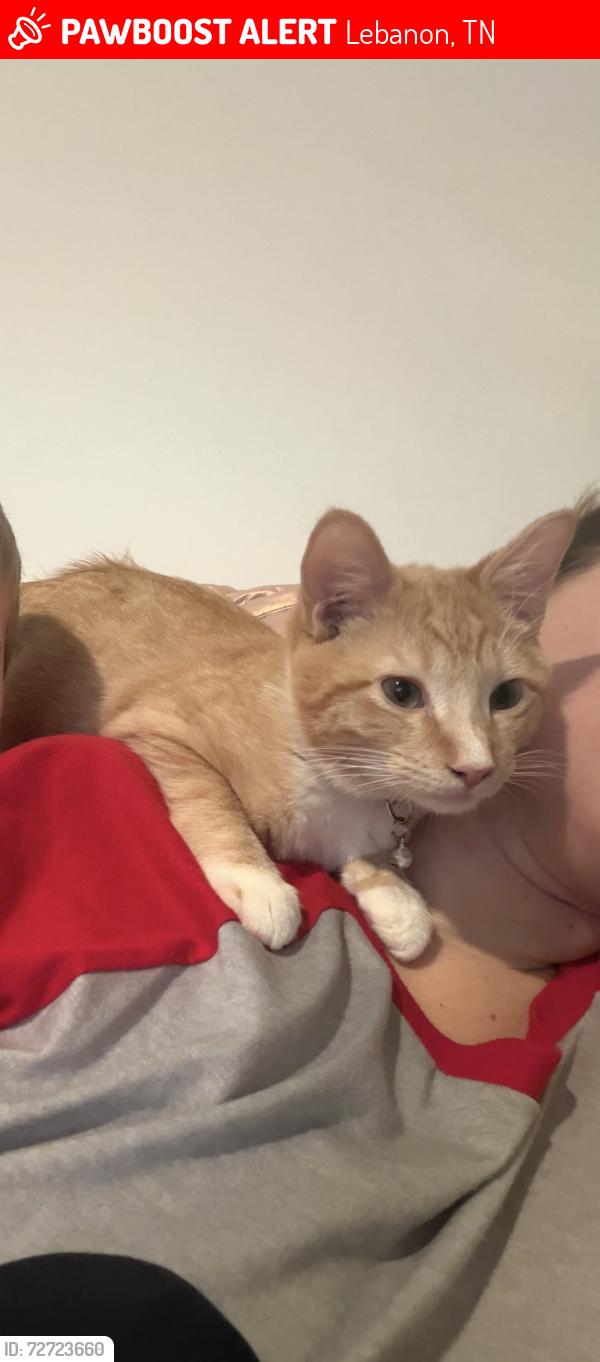 Lost Male Cat last seen Preserve neighborhood, Lebanon, TN 37087