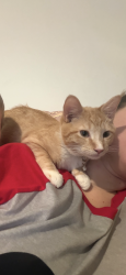 Lost Male Cat last seen Preserve neighborhood, Lebanon, TN 37087