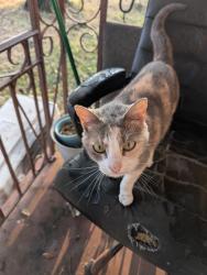 Lost Female Cat last seen Scottsdale Ave and Central Dr, Milton, FL 32571