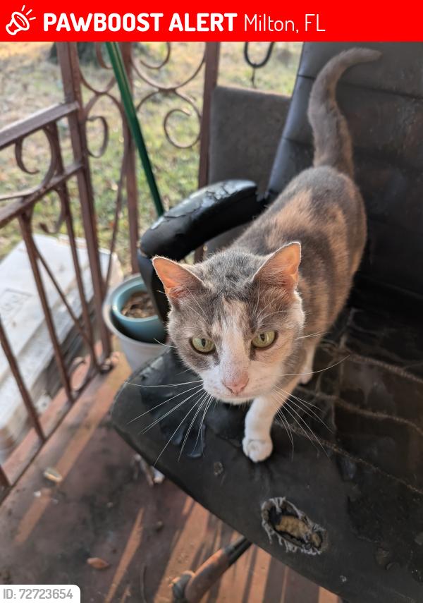 Lost Female Cat last seen Scottsdale Ave and Central Dr, Milton, FL 32571
