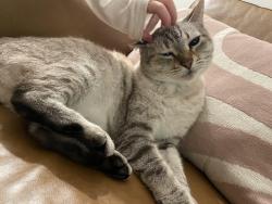 Lost Male Cat last seen SW Miller hill & Gassner, Beaverton, OR 97007
