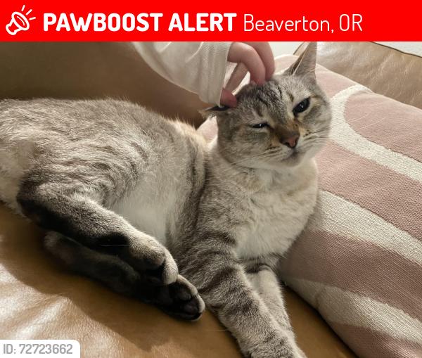 Lost Male Cat last seen SW Miller hill & Gassner, Beaverton, OR 97007