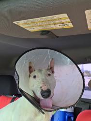 Found/Stray Male Dog last seen Daniels market yucaipa, Yucaipa, CA 92399