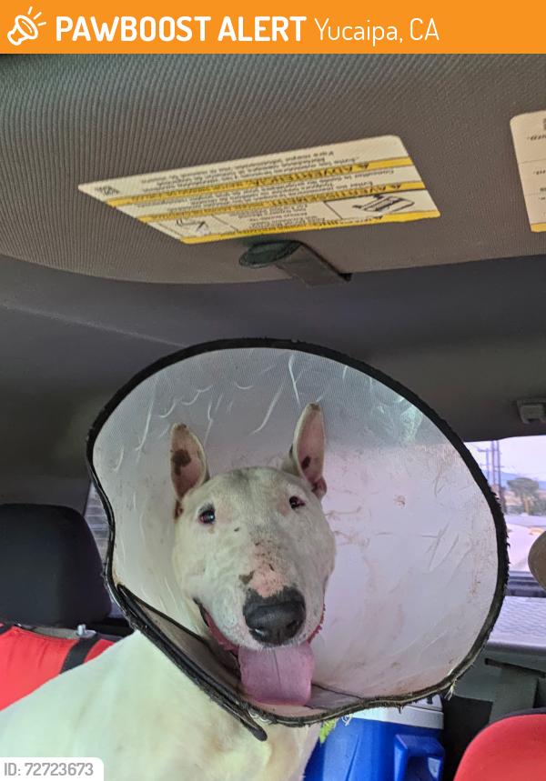 Found/Stray Male Dog last seen Daniels market yucaipa, Yucaipa, CA 92399