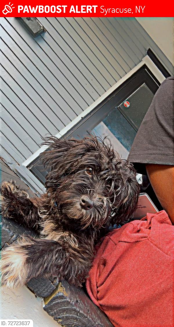 Lost Female Dog last seen Danforth School, Syracuse, NY 13205
