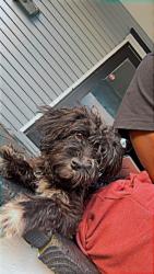 Lost Female Dog last seen Danforth School, Syracuse, NY 13205