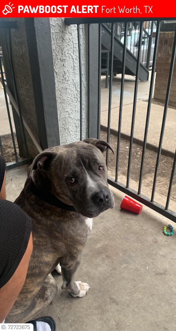 Lost Male Dog last seen Near Altamesa Blvd, Fort Worth, TX 76134, Fort Worth, TX 76134
