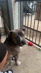 Lost Male Dog last seen Near Altamesa Blvd, Fort Worth, TX 76134, Fort Worth, TX 76134