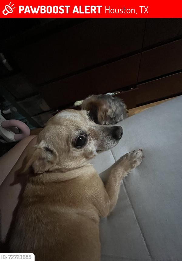 Lost Female Dog last seen Darling, Houston, TX 77007