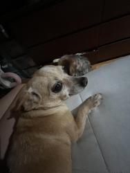 Lost Female Dog last seen Darling, Houston, TX 77007