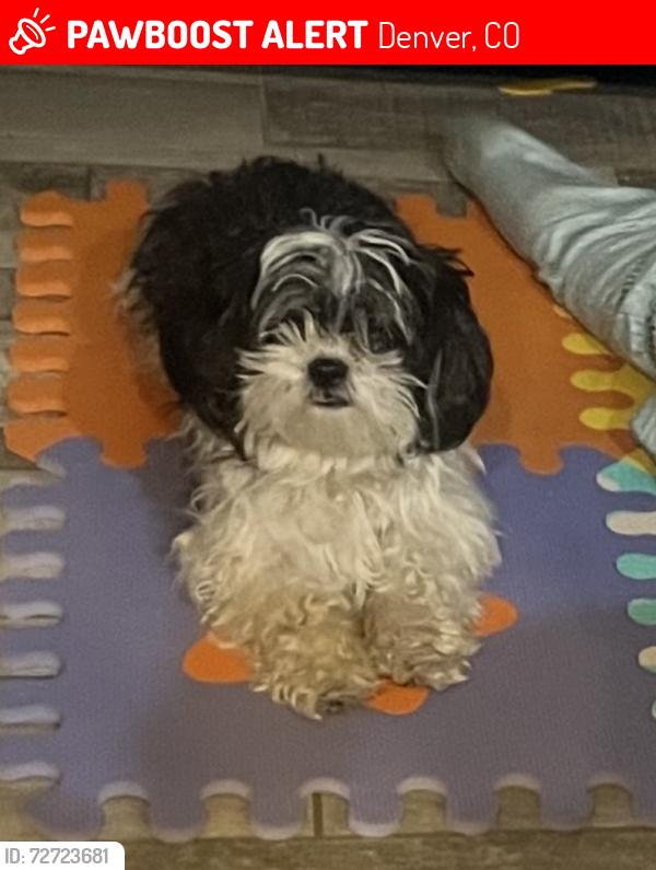 Lost Female Dog last seen Green Valley Ranch and Flanders , Denver, CO 80249