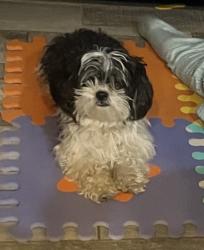 Lost Female Dog last seen Green Valley Ranch and Flanders , Denver, CO 80249