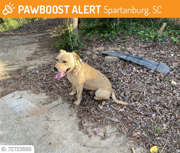 Found/Stray Male Dog last seen Conrad Drive, Schirra Cr, Spartanburg, SC 29301