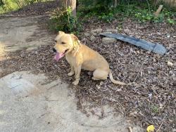 Found/Stray Male Dog last seen Conrad Drive, Schirra Cr, Spartanburg, SC 29301