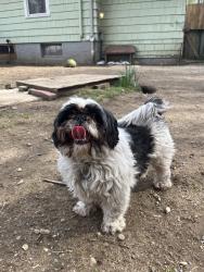 Found/Stray Female Dog last seen Highway 20, Concrete, WA 98237