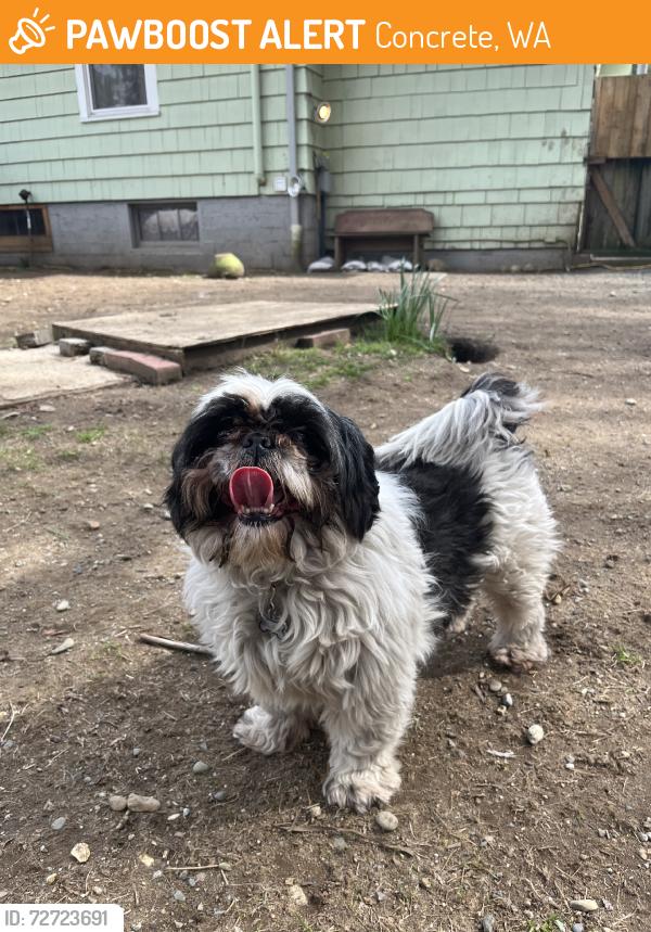 Found/Stray Female Dog last seen Highway 20, Concrete, WA 98237