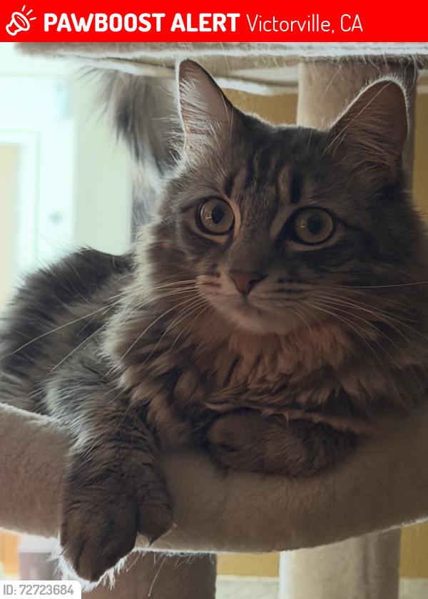 Lost Female Cat last seen Hook and Mojave , Victorville, CA 92392