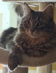 Lost Female Cat last seen Hook and Mojave , Victorville, CA 92392