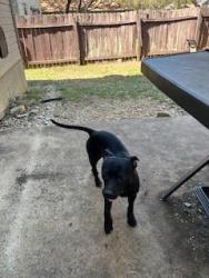 Shelter Stray Male Dog last seen , San Antonio, TX 78227