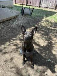 Shelter Stray Male Dog last seen , San Antonio, TX 78227
