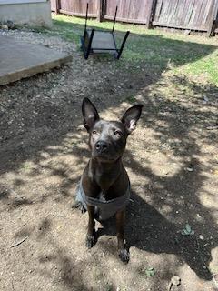 Shelter Stray Male Dog last seen , San Antonio, TX 78227