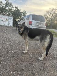 Found/Stray Male Dog last seen Near Lockwood Springs Rd, Manor, TX 78653, Manor, TX 78653