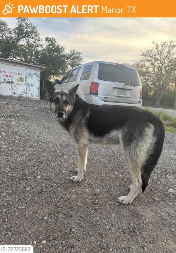 Found/Stray Male Dog last seen Near Lockwood Springs Rd, Manor, TX 78653, Manor, TX 78653