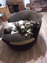 Lost Female Dog last seen 97a and 18b, Woodland, CA 95695