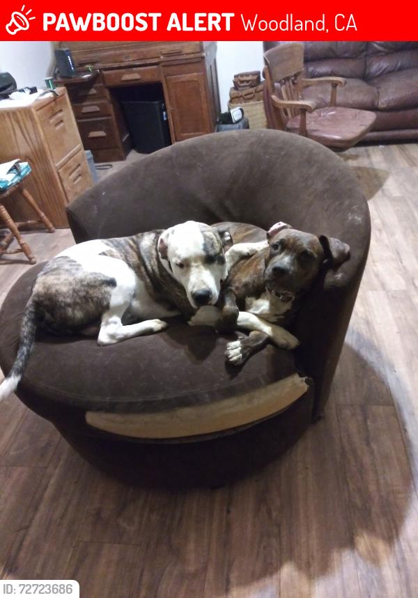 Lost Female Dog last seen 97a and 18b, Woodland, CA 95695