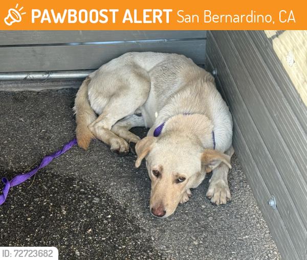 Found/Stray Male Dog last seen Lynwood Dr & N Pepper St, San Bernardino, CA 92346