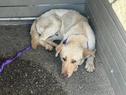 Found/Stray Male Dog last seen Lynwood Dr & N Pepper St, San Bernardino, CA 92346