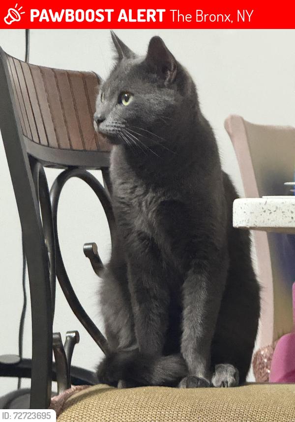 Lost Male Cat last seen Logan and Hollywood , The Bronx, NY 10465