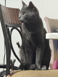 Lost Male Cat last seen Logan and Hollywood , The Bronx, NY 10465