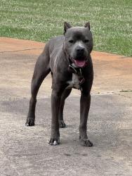 Found/Stray Male Dog last seen Whittle Road & Zebulon Road, Macon, GA 31220