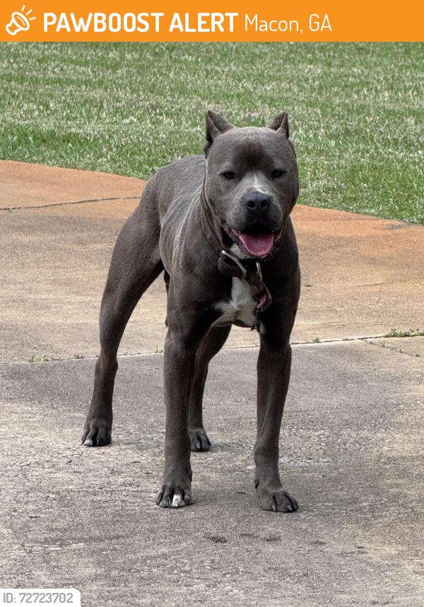 Found/Stray Male Dog last seen Whittle Road & Zebulon Road, Macon, GA 31220