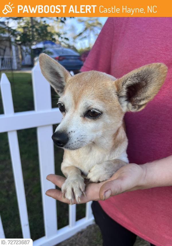 Found/Stray Female Dog last seen Shearin Hills Drive/ Blossom Ferry Road, Castle Hayne, NC 28429
