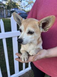 Found/Stray Female Dog last seen Shearin Hills Drive/ Blossom Ferry Road, Castle Hayne, NC 28429