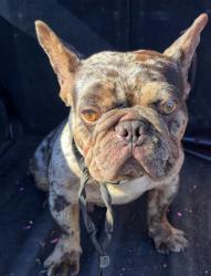 Lost Male Dog last seen 21st avenue , Sacramento, CA 95820