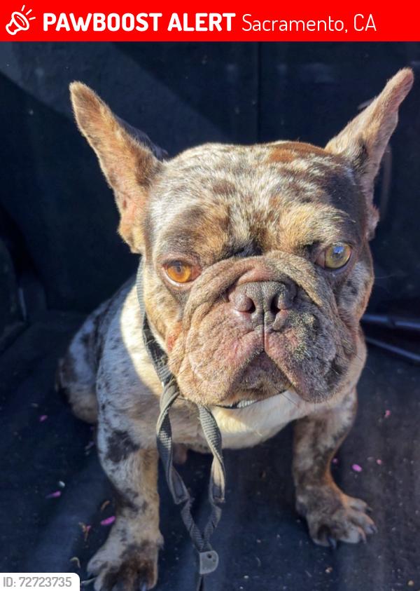Lost Male Dog last seen 21st avenue , Sacramento, CA 95820