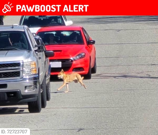 Lost Unknown Dog last seen Running from Lobb ave down the trail towards Colodin Ave, Port Coquitlam, BC V3C 6K6