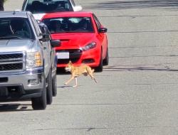 Lost Unknown Dog last seen Running from Lobb ave down the trail towards Colodin Ave, Port Coquitlam, BC V3C 6K6