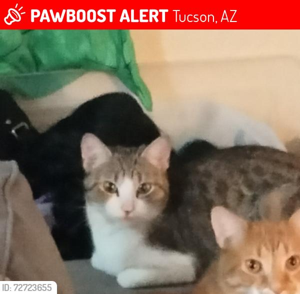 Lost Female Cat last seen Camino seco and mormon dr, Tucson, AZ 85730