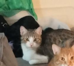 Lost Female Cat last seen Camino seco and mormon dr, Tucson, AZ 85730