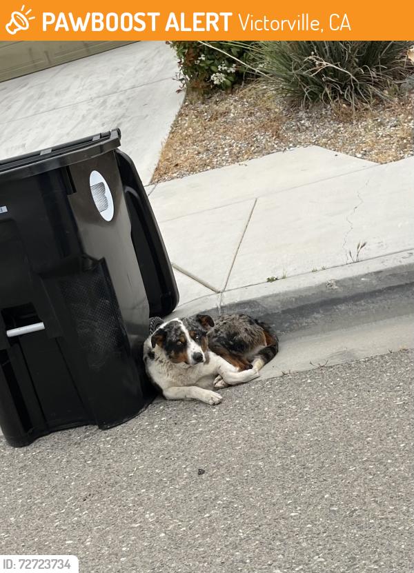 Found/Stray Unknown Dog last seen Papago & Shiloh , Victorville, CA 92394