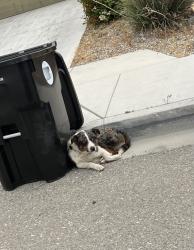 Found/Stray Unknown Dog last seen Papago & Shiloh , Victorville, CA 92394