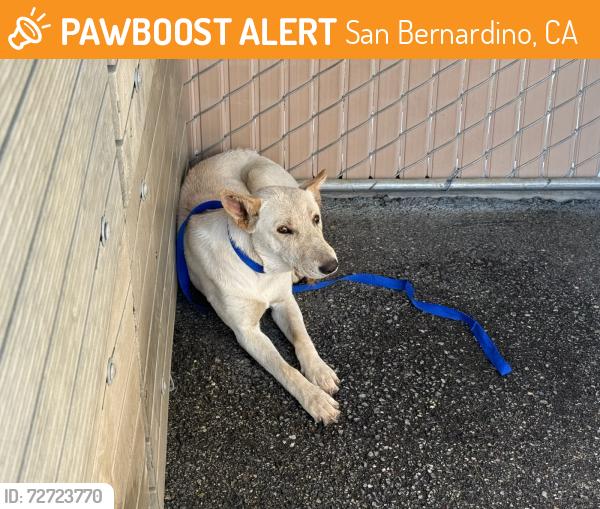 Found/Stray Female Dog last seen Lynwood Dr & N Pepper St, San Bernardino, CA 92346